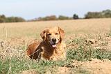 GOLDEN RETRIEVER 112